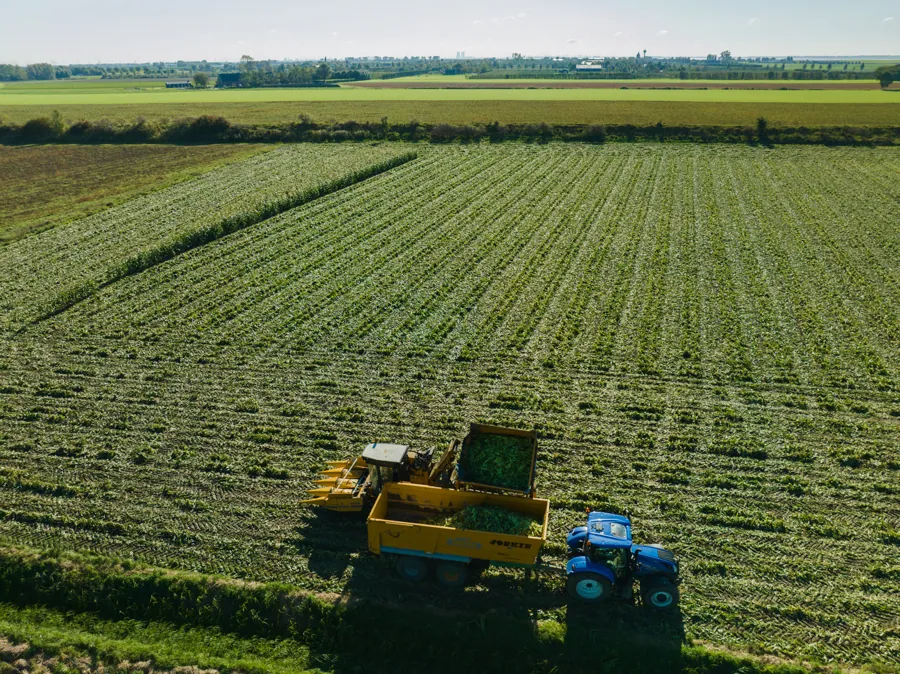 De ma&iuml;soogst bij Farm Pack in Zeeland