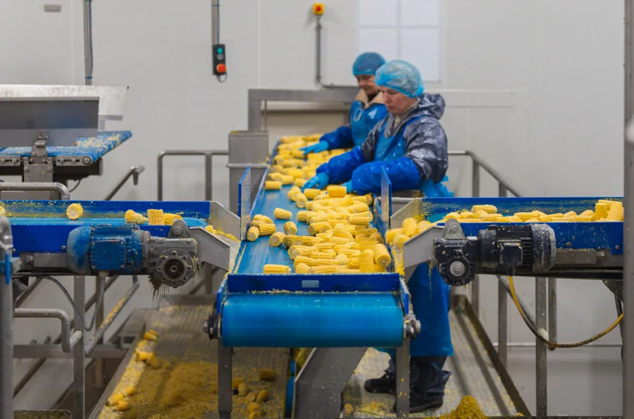 De maislijn bij Farm Pack